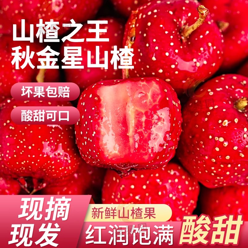 兴隆山楂直接吃的中果新鲜秋金星小金星山里红甜山楂果